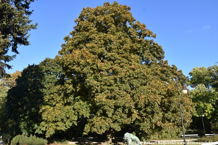 Klon zwyczajny ‘Schwedleri’