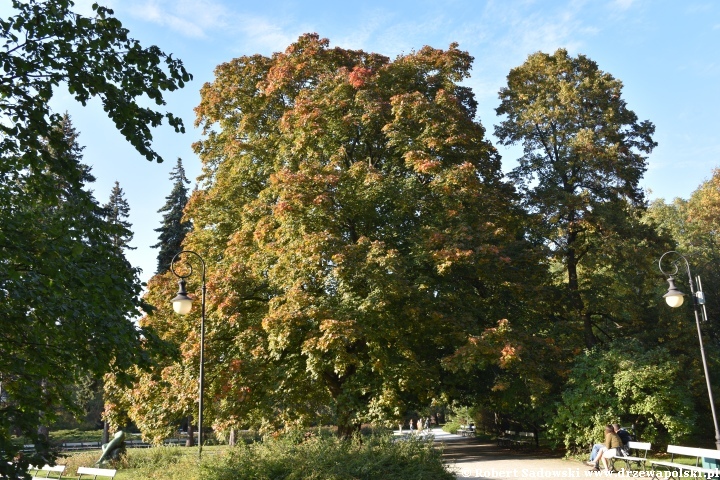 Klon zwyczajny ‘Schwedleri’