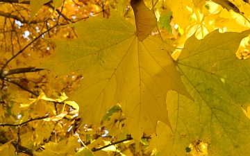 Klon zwyczajny liść jesienią