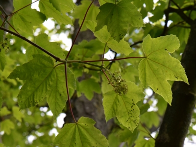Klon jawor liść