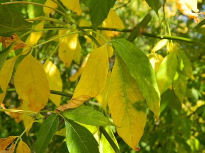 Klon jesionolistny jesienny liść