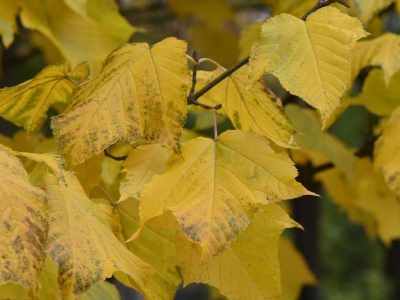 Klon pensylwański jesienny liść