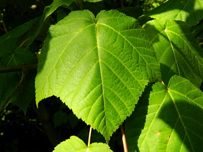 Klon pensylwański liść