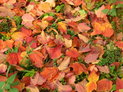 Klon rdzawy jesienny liść