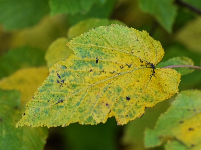 Klon tatarski jesienny liść
