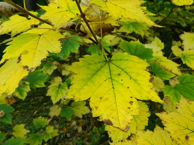 Klon ukurundzki jesienny liść