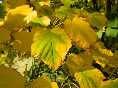Klon zielonokory jesienny liść