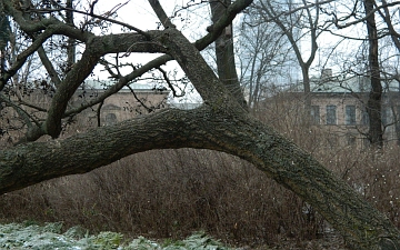 Korkowiec amurski konary zimą