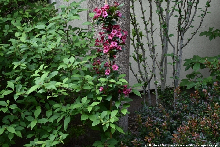 Krzewuszka 'Eva Rathke'