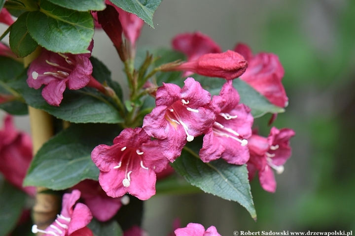 Krzewuszka 'Eva Rathke'