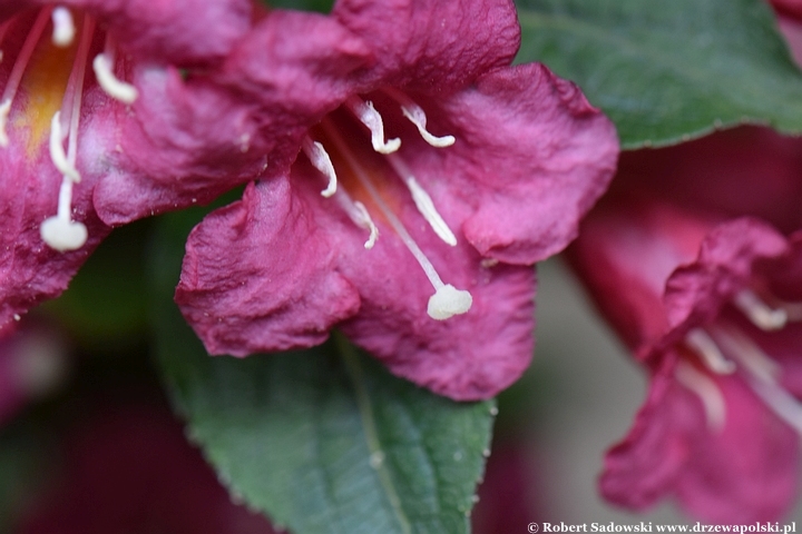 Krzewuszka 'Eva Rathke'