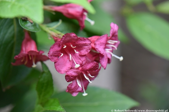 Krzewuszka 'Eva Rathke'