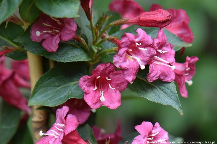 Krzewuszka 'Eva Rathke'