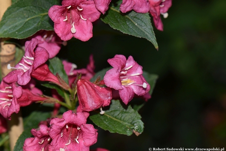 Krzewuszka 'Eva Rathke'