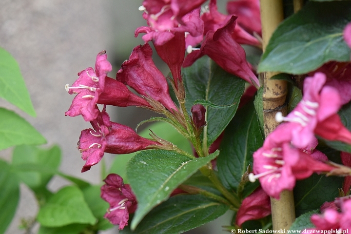 Krzewuszka 'Eva Rathke'