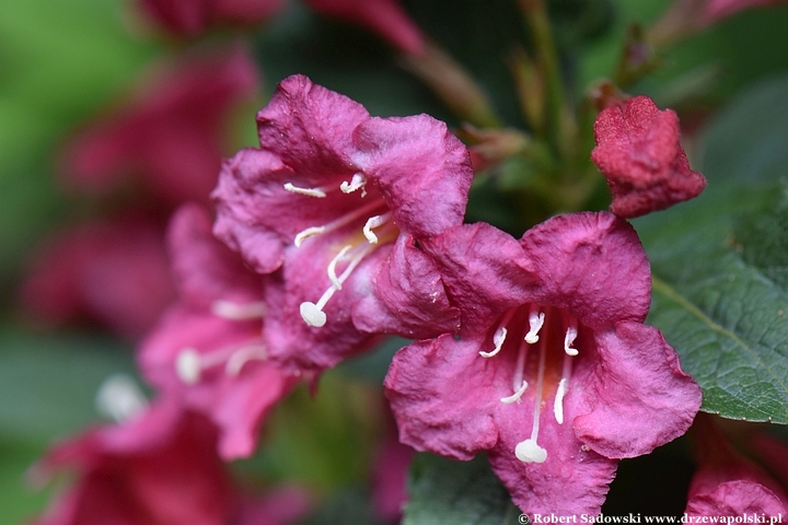 Krzewuszka 'Eva Rathke'