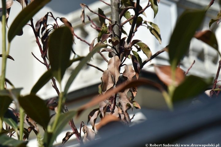 Laurowiśnia iberyjska po mroźnej zimie