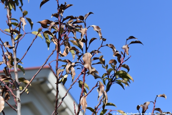 Laurowiśnia iberyjska po mroźnej zimie