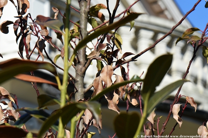 Laurowiśnia iberyjska po mroźnej zimie