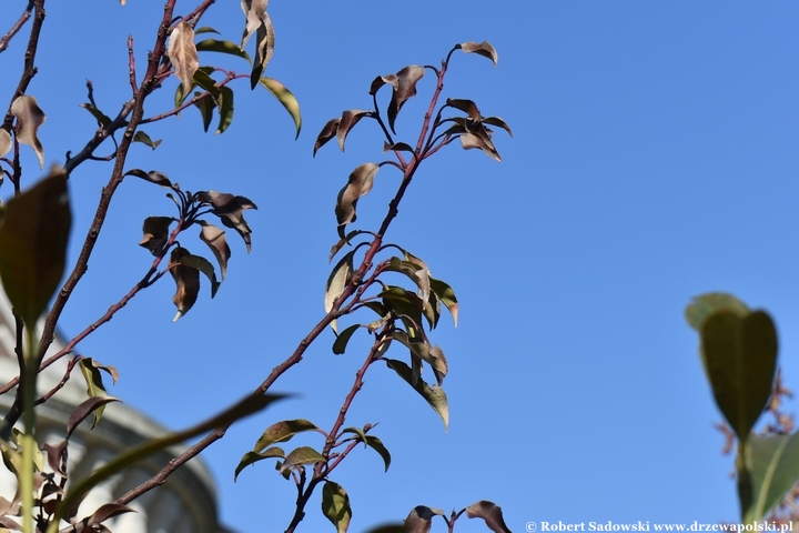 Laurowiśnia iberyjska po mroźnej zimie