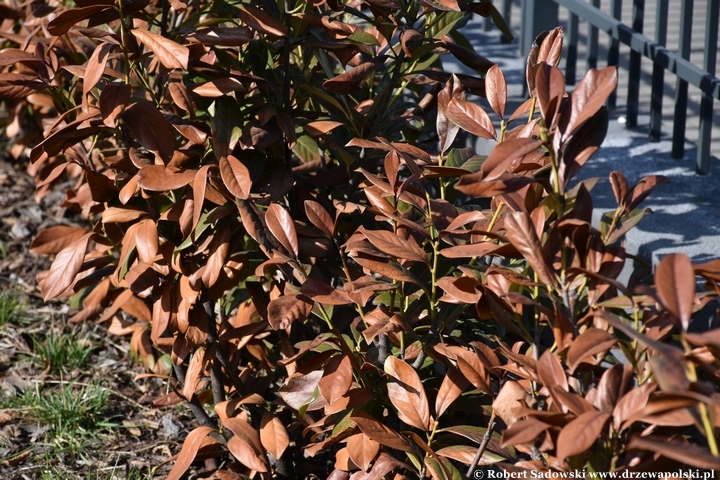 Laurowiśnia wschodnia po mroźnej zimie
