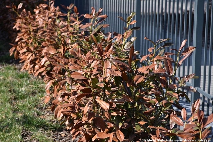 Laurowiśnia wschodnia po mroźnej zimie