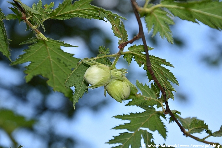 Leszczyna pospolita 'Heterophylla'