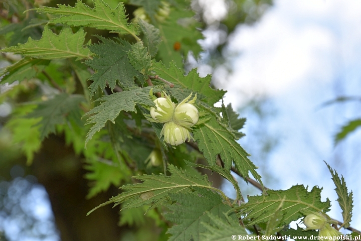 Leszczyna pospolita 'Heterophylla'