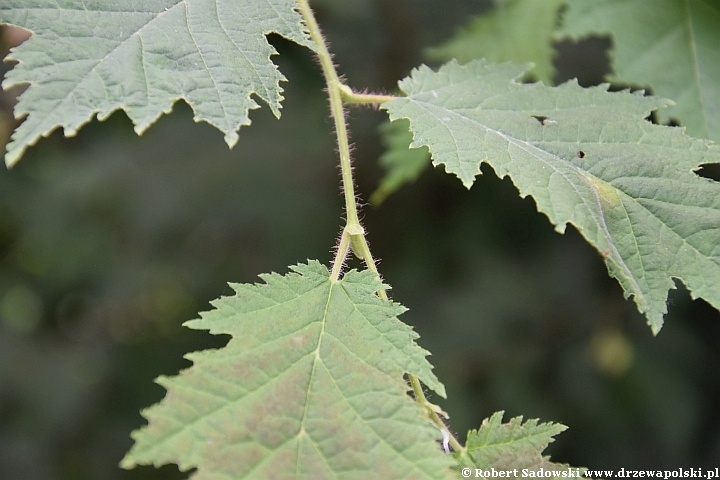 Leszczyna pospolita 'Heterophylla'