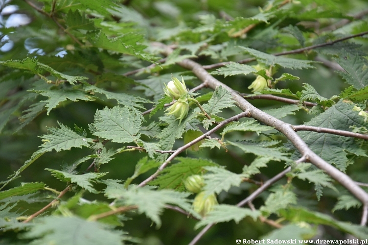 Leszczyna pospolita 'Heterophylla'