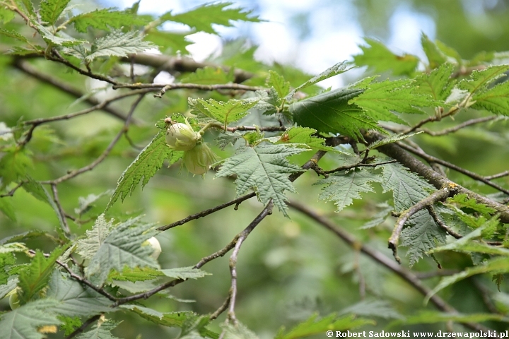 Leszczyna pospolita 'Heterophylla'