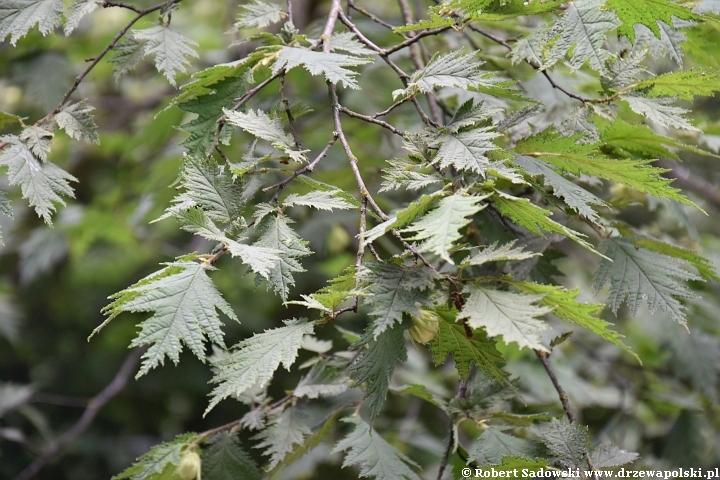 Leszczyna pospolita 'Heterophylla'