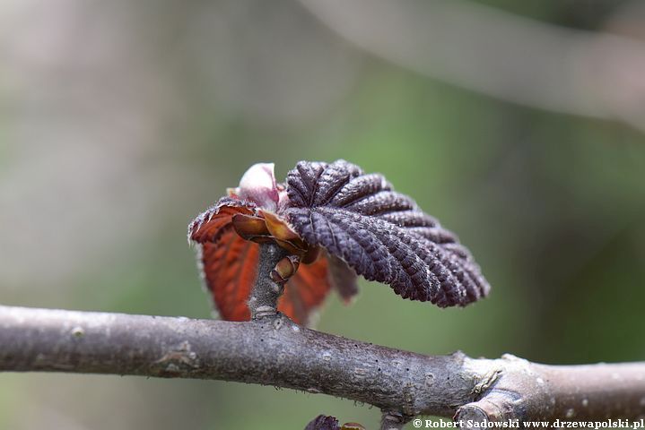 Purpurowa leszczyna