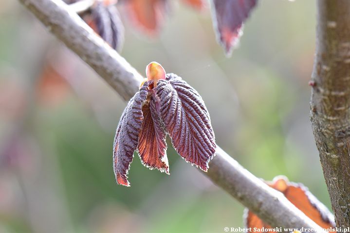 Purpurowa leszczyna