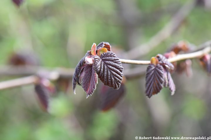 Purpurowa leszczyna