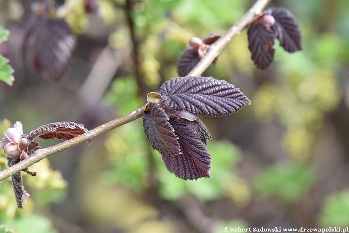 Purpurowa leszczyna