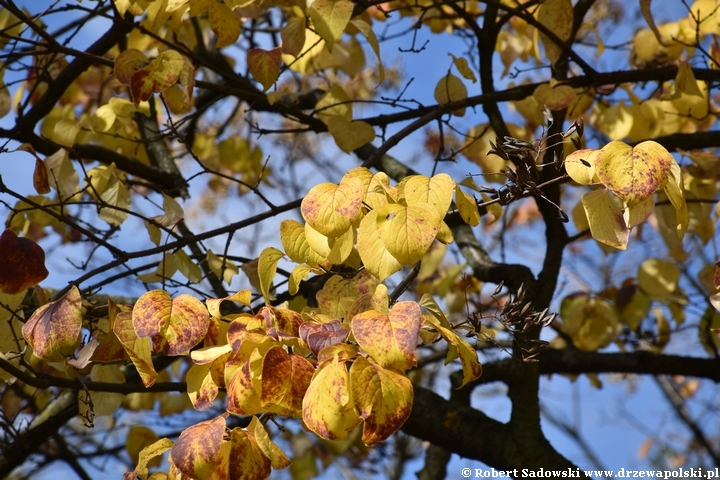 Lilak japoński jesienią
