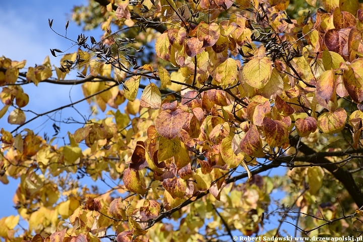 Lilak japoński jesienią