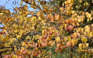 Lilak japoński liście jesienią