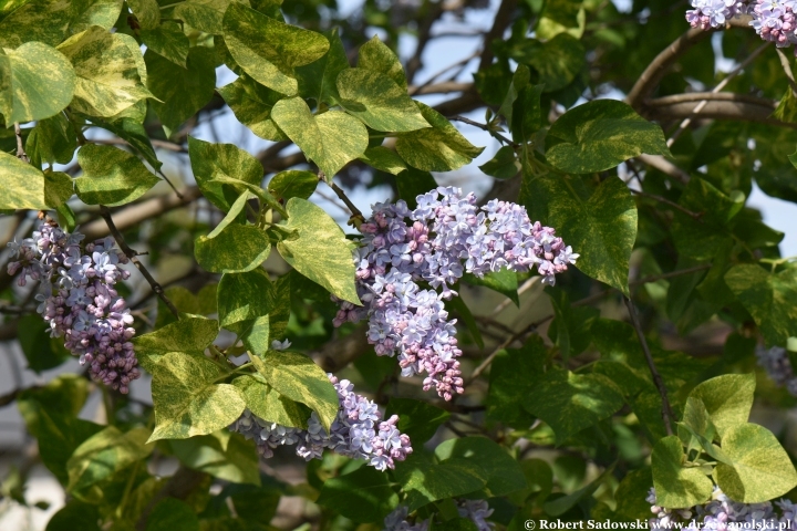 Lilak pospolity 'Aucubaefolia' Lilak pospolity 'Aucubaefolia'