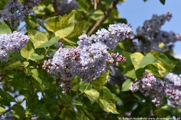 Lilak pospolity 'Aucubaefolia' Lilak pospolity 'Aucubaefolia'