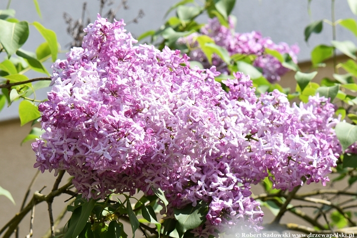 Lilak pospolity 'Hortensia' Lilak pospolity 'Hortensia'