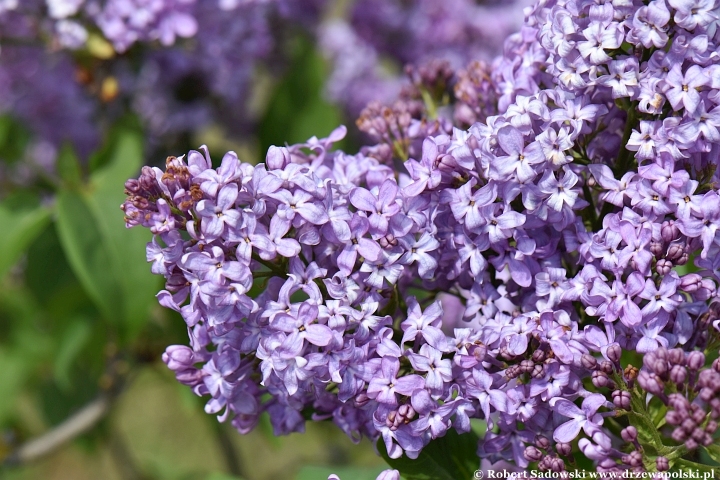 Lilak pospolity 'Lavender Lady' Lilak pospolity 'Lavender Lady'