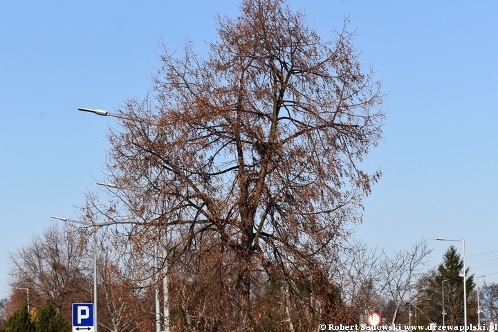 Lipa krymska - pokrój drzewa