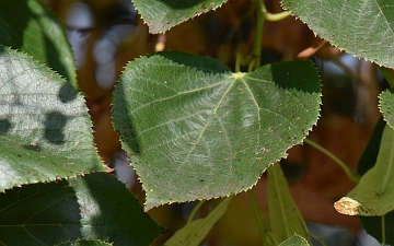 Lipa krymska liść