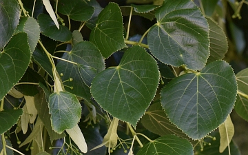 Lipa krymska liście