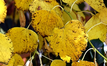 Lipa krymska liście jesienią