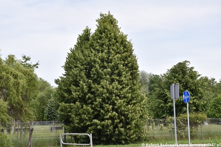 Lipa szerokolistna 'Fastigiata'