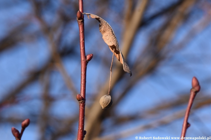 Lipa szerokolistna 'Fastigiata'