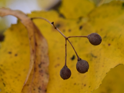 Lipa drobnolistna owoce jesienią